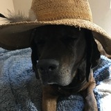 Entry image for Sadie