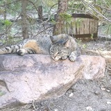 Entry image for Spirit