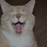 Entry image for Tater