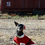 Entry image for Duke