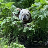 Entry image for Zeus