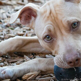 Entry image for Chloe