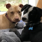 Entry image for Chloe and Pepe