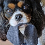 Entry image for Cedric Diggory