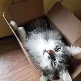 Entry image for Priscilla 