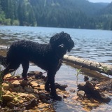 Entry image for Shasta 