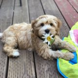 Entry image for Tiki