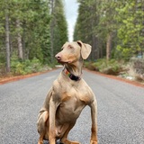 Entry image for Bruce