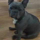 Entry image for Mabel Blue