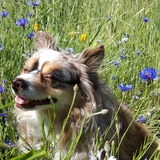 Entry image for Maisy