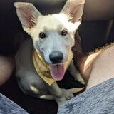 Entry image for Mochi