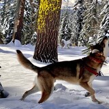 Entry image for Toby