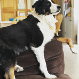 Entry image for Thor 