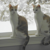 Entry image for Bert & Ernie