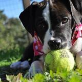 Entry image for Little J