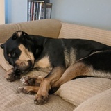 Entry image for Worf