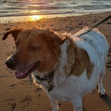 Entry image for Seamus