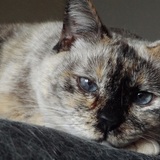 Entry image for Rikka