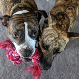 Entry image for Kade & Paego