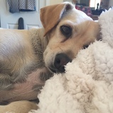 Entry image for Pickle