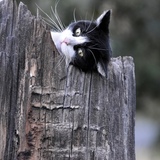 Entry image for Duke Ellington