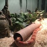 Entry image for Ricola