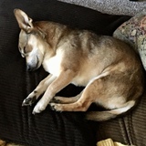 Entry image for Charlie