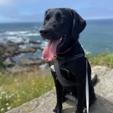 Entry image for Dakota