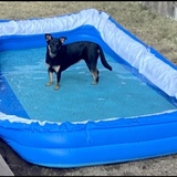 Entry image for Penny