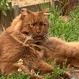 Entry image for Buster Brown