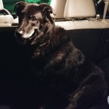 Entry image for KODA