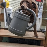 Entry image for HOLLAND