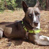 Entry image for Cerberus