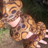 Entry image for C.C. 