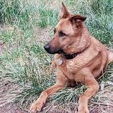 Entry image for Gypsy