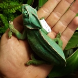 Entry image for Frigg