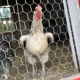 Entry image for Crispy