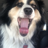 Entry image for Charles B Willicus