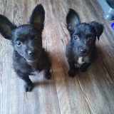 Entry image for Izzy & pixxy