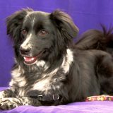 Entry image for Pistol