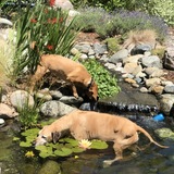 Entry image for Bacardi and Velvet 