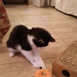 Entry image for Beau