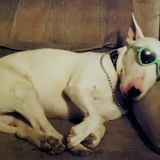 Entry image for Momo the Wonder Dog