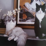 Entry image for The Princess and the Pauper