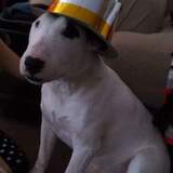 Entry image for The Original Party Animal 