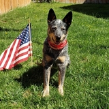 Entry image for Bella