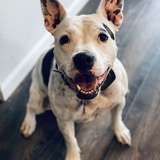 Entry image for Stella