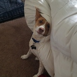 Entry image for Emmy