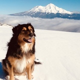 Entry image for Lulu