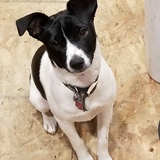 Entry image for Tico